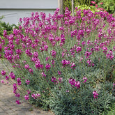 Strauch-Goldlack ‘Bowles Mauve’ - Willemse