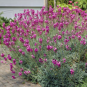 Strauch-Goldlack ‘Bowles Mauve’ - Willemse
