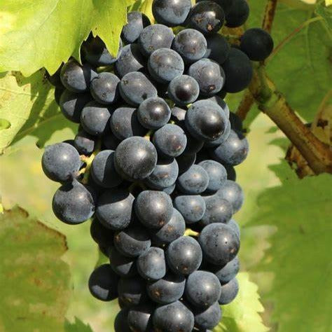 Blaue Muskatellerrebe - Vitis vinifera Muscat Bleu - Willemse