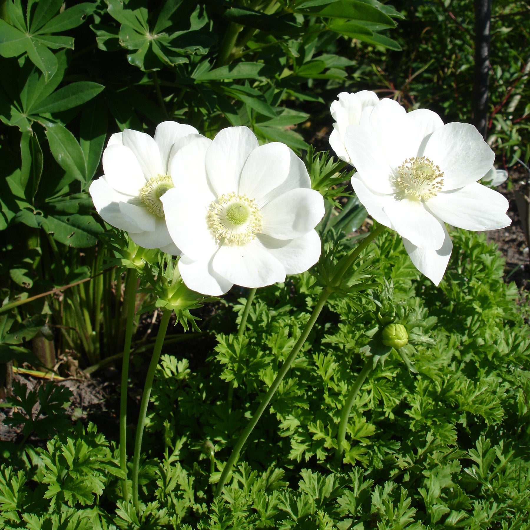 Kronen-Anemonen ‘The Bride’