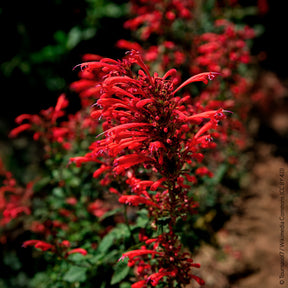 Duftnessel Kudos Red - Willemse