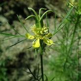 Orientalischer Schwarzkümmel Transformer - Nigella orientalis Transformer - Willemse