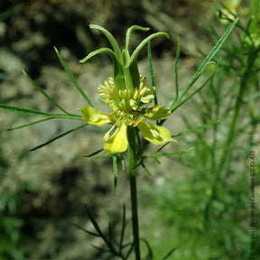 Orientalischer Schwarzkümmel Transformer - Nigella orientalis Transformer - Willemse
