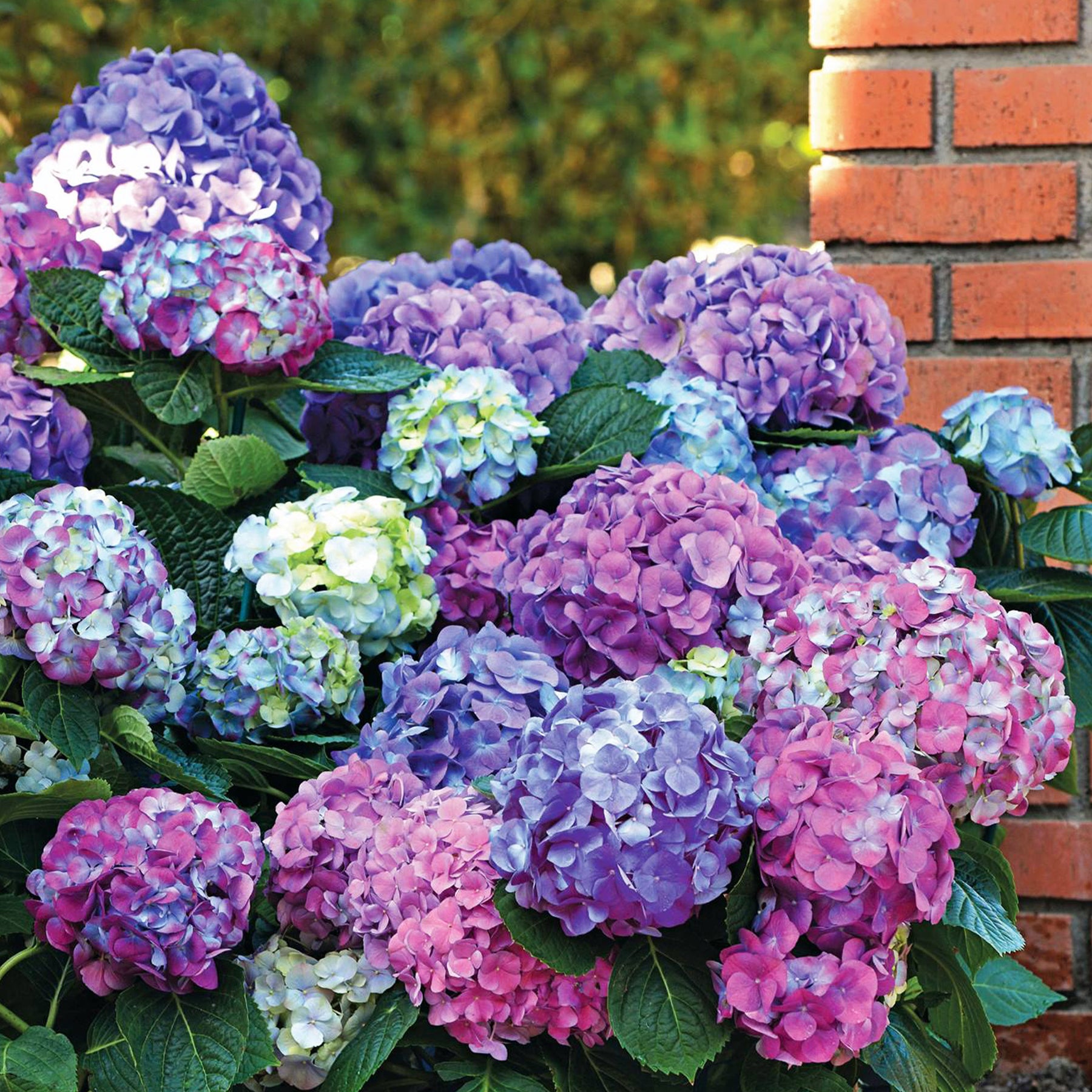 Großblättrige Hortensie - Hortensien-Kollektion für blühende Beete und Hecken. (x3) - Hydrangea macrophylla