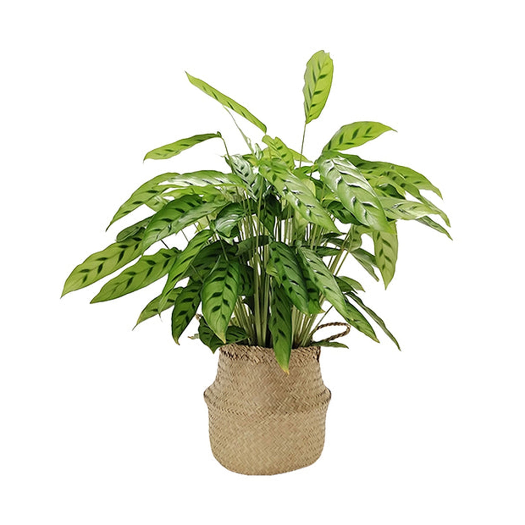 Belly Basket - Willemse