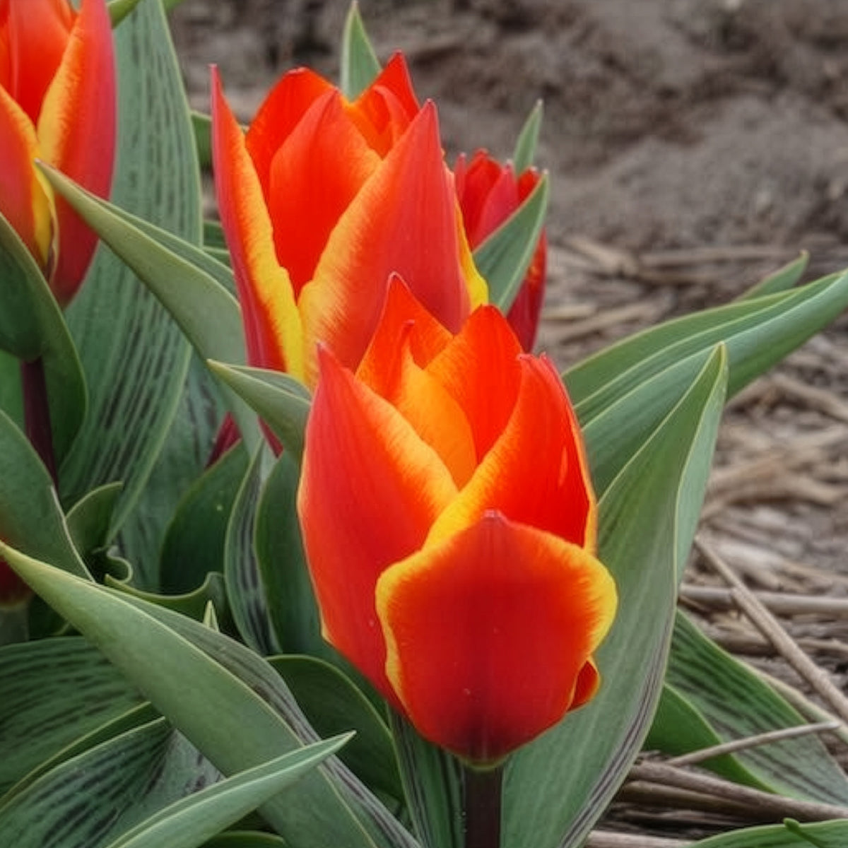 Tulpen Winnipeg (x10) - Tulipa Winnipeg - Willemse