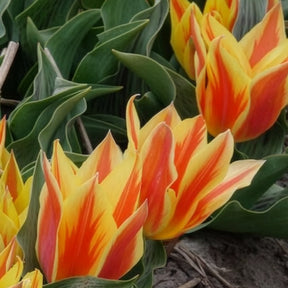 Verkauf Tulpen Winnipeg (x10)