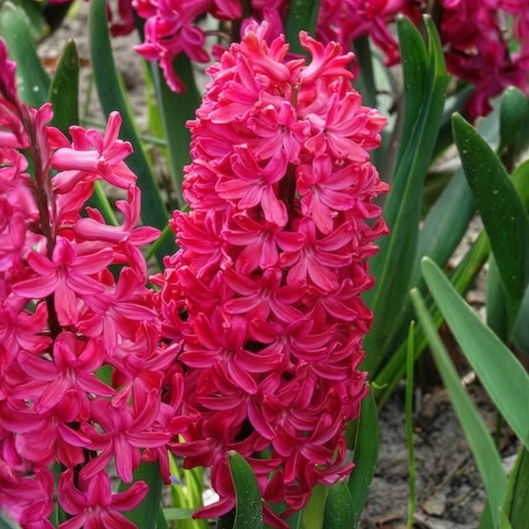 Hyazinthe 'Jan Bos' (x6) - Hyazinthen-Zwiebeln - Willemse
