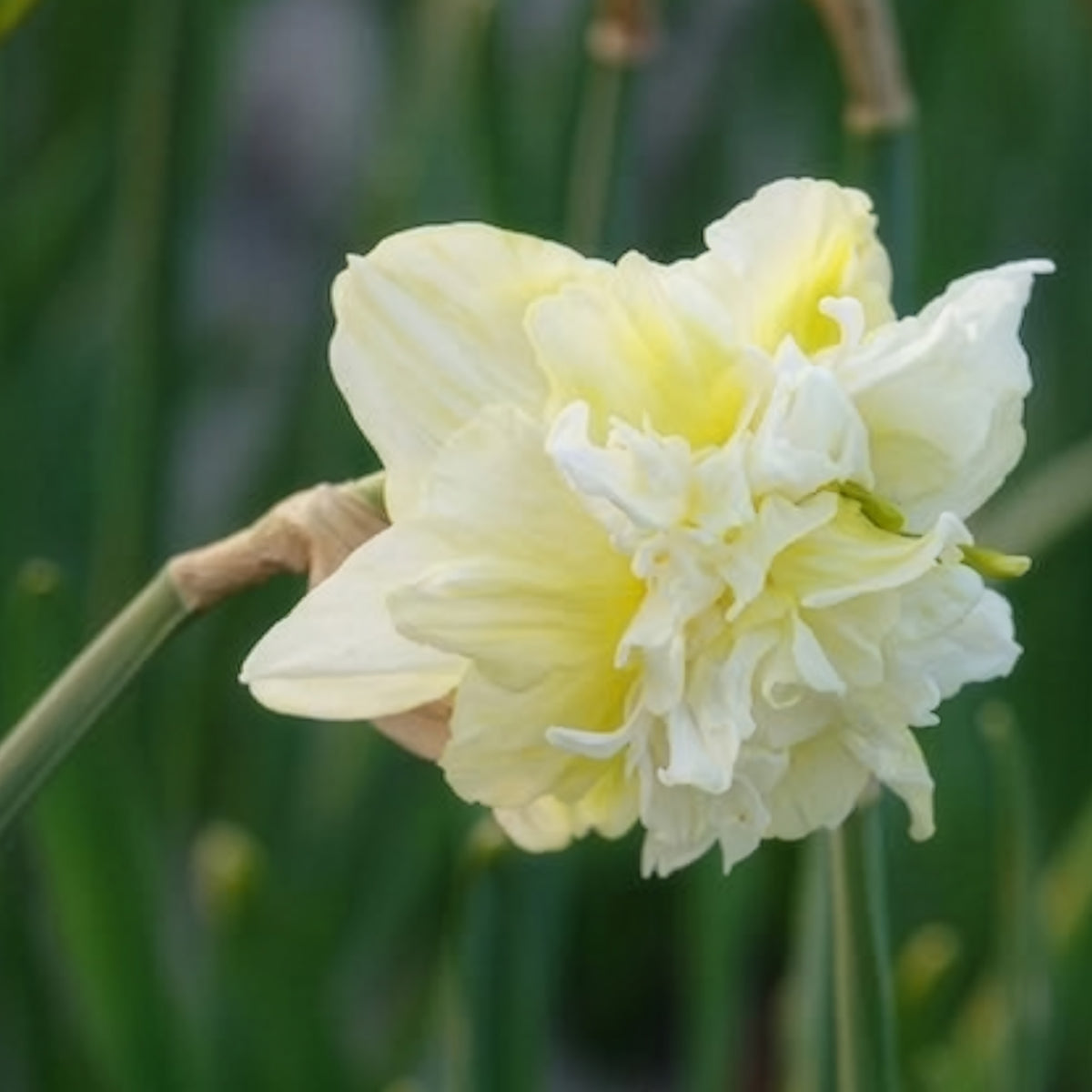 Gefüllte Narzisse 'Obdam' (x10) - Narcissus obdam - Willemse