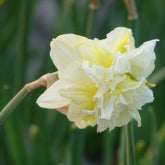 Gefüllte Narzisse 'Obdam' (x10) - Narcissus obdam - Willemse