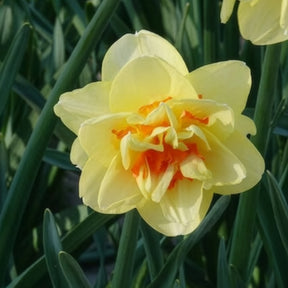 Gefüllte Narzisse 'Tahiti' (x10) - Narcissus Tahiti - Willemse