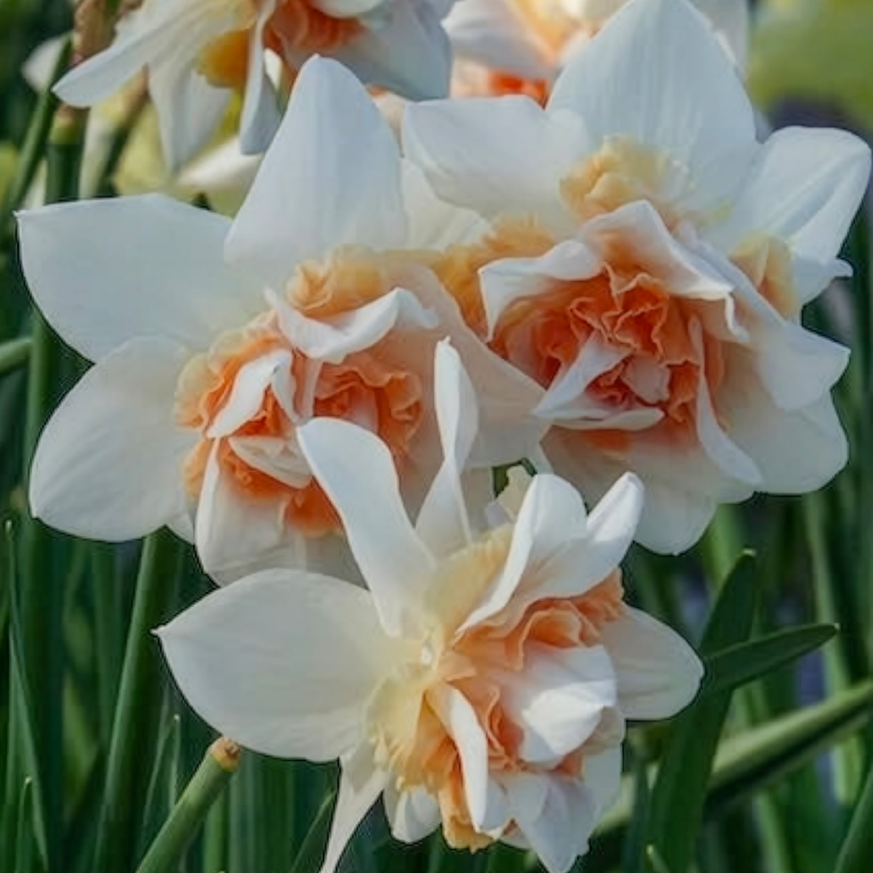 Gefüllte Narzissen 'Replete' (x10) - Narcissus replete - Willemse