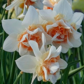 Gefüllte Narzissen 'Replete' (x10) - Narcissus replete - Willemse