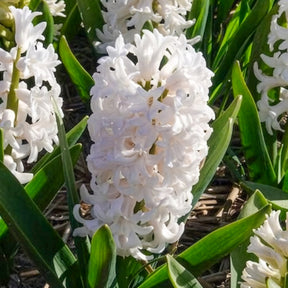 Hyacinthus orientalis - Weiße Hyazinthen (x3) - Hyazinthen-Zwiebeln