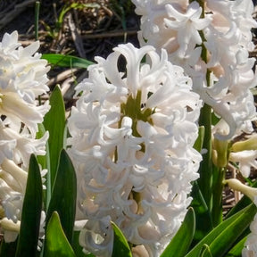 Weiße Hyazinthen (x3) - Hyacinthus orientalis - Willemse
