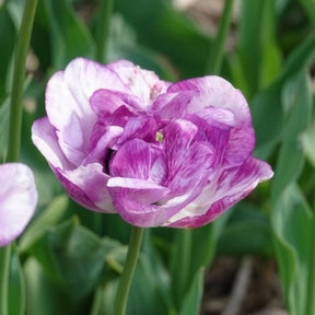 Pfingstrose Tulpe 'Shirley Double' (x5) - Tulipa Shirley Double - Willemse