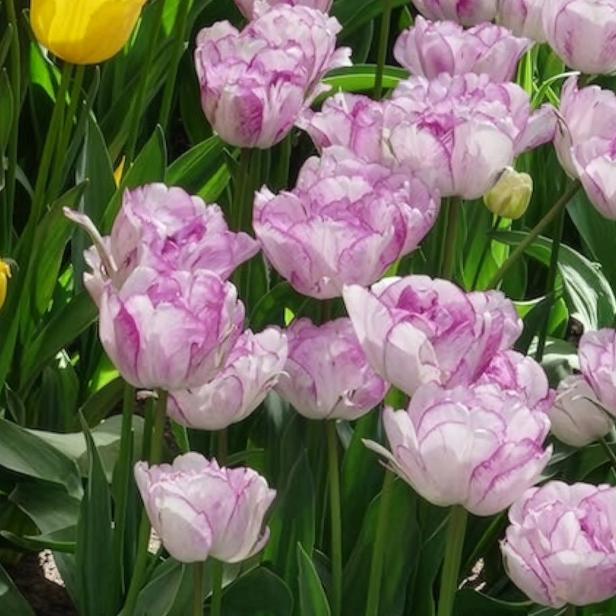 Pfingstrose Tulpe 'Shirley Double' (x5)