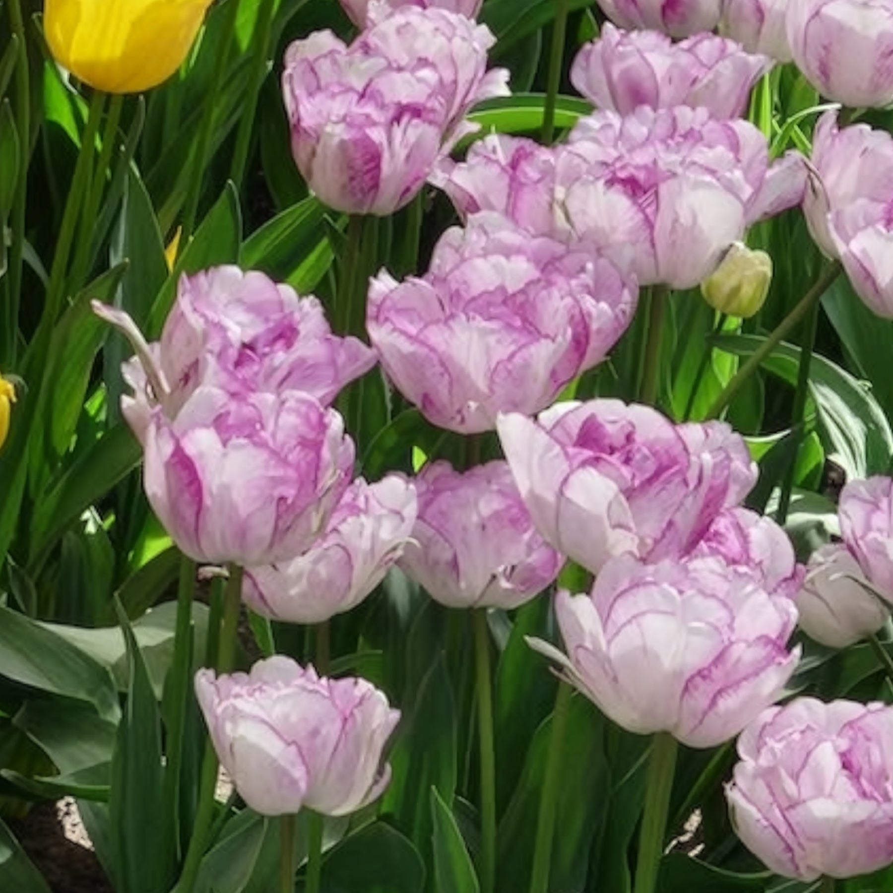 Pfingstrose Tulpe 'Shirley Double' (x5)