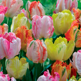 Papageien-Tulpen Pastellmix (x18)