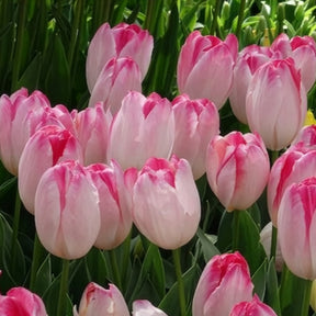 Triumph Tulpe 'Supri Erotic' (x10) - Tulpen-Zwiebeln - Willemse