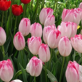 Triumph Tulpe 'Supri Erotic' (x10)