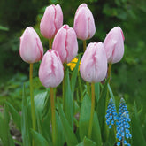 Langstielige Tulpe rosa (x5)