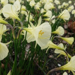Narcissus artic bells - Narzissen Artic Bells (x10) - Narzissen-Zwiebeln