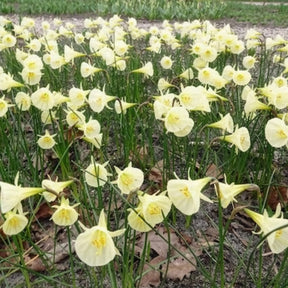Narzissen-Zwiebeln - Narzissen Artic Bells (x10) - Narcissus artic bells
