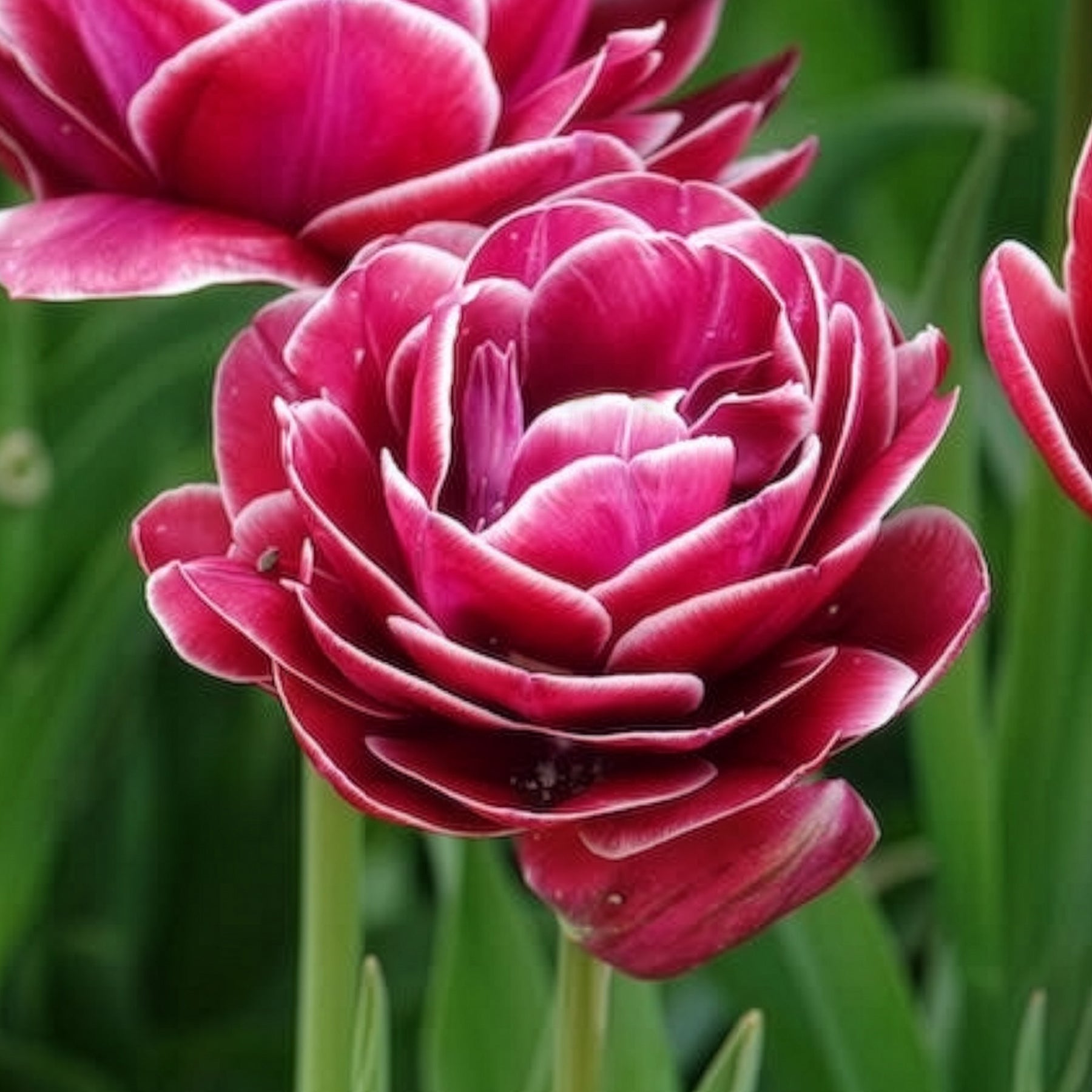 Verkauf Tulpe Dream Touch (x7) - Tulipa