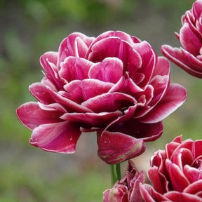Tulpen-Zwiebeln - Tulpe Dream Touch (x7) - Tulipa