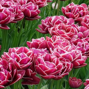 Tulpe Dream Touch (x7) - Tulpen-Zwiebeln - Willemse