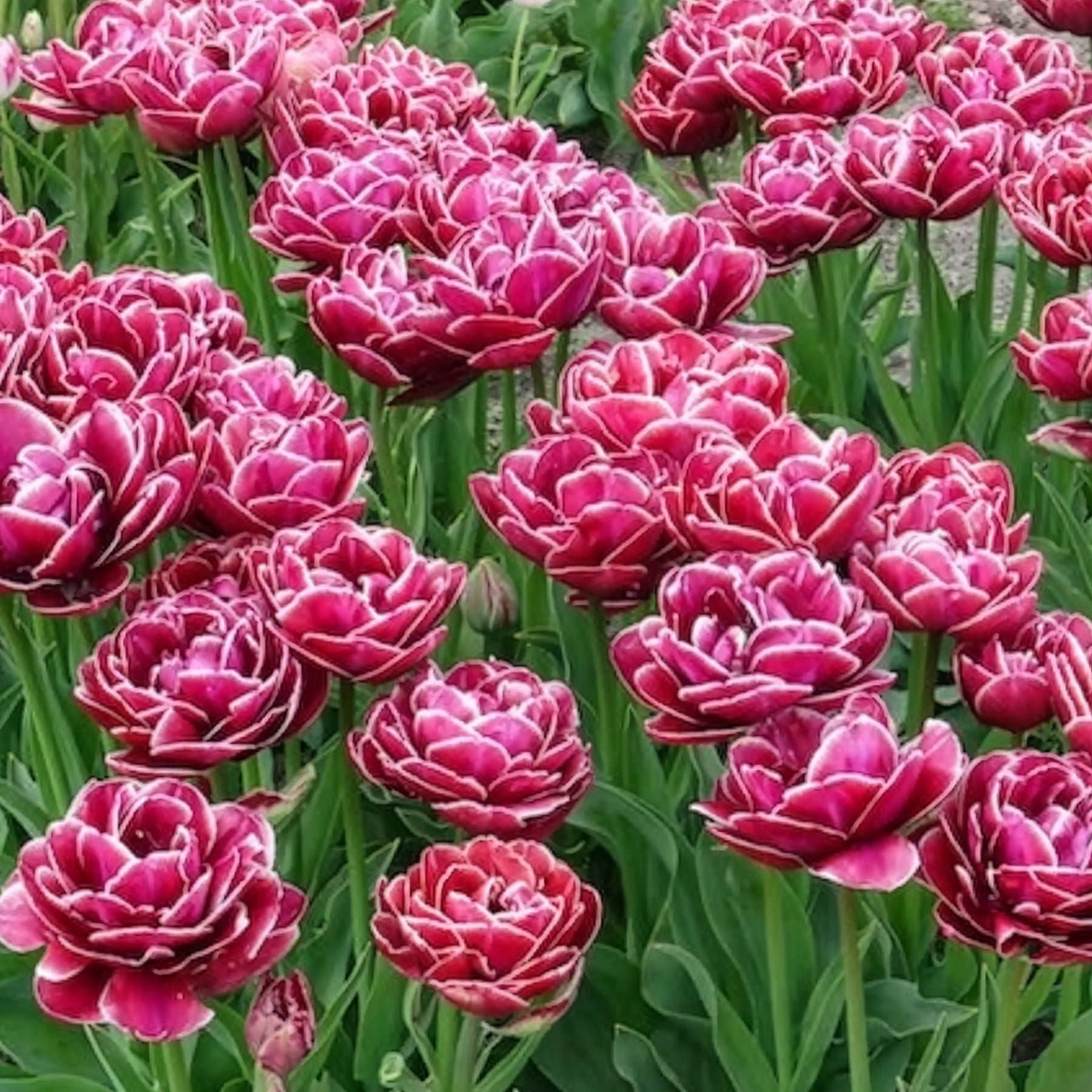 Tulpe Dream Touch (x7)