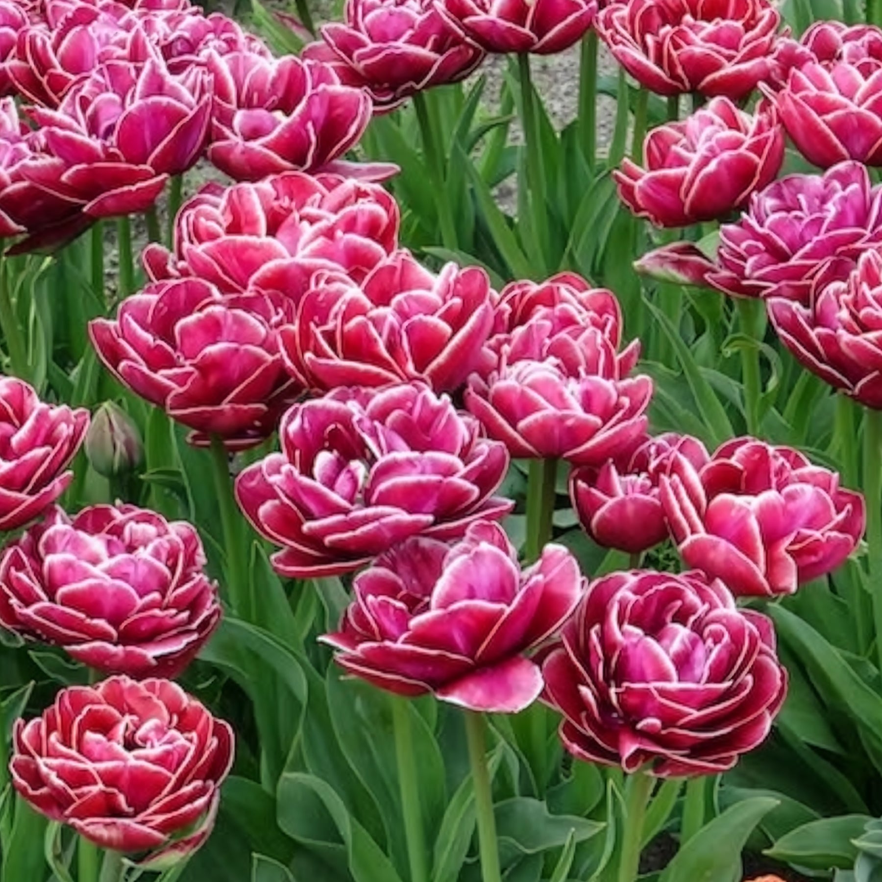 Tulpe Dream Touch (x7)