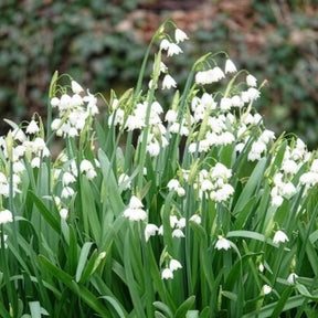 Frühlingszwiebeln - Sommer-knotenblume (x8) - Leucojum aestivum