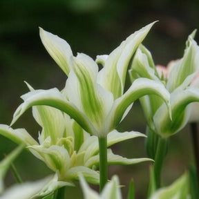 Verkauf Tulipa greenstar - Lilienblütige Tulpe 'Greenstar' (x10)
