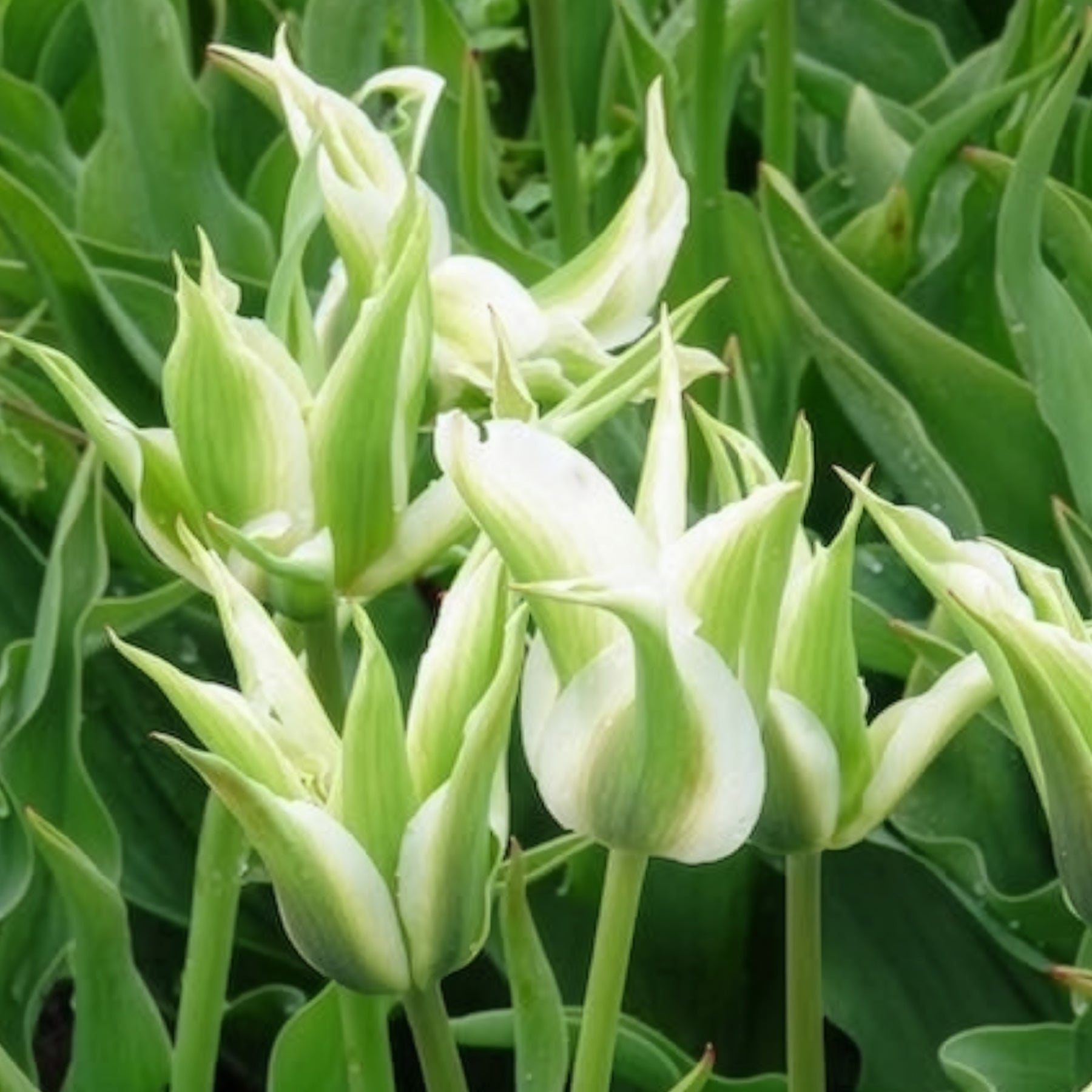 Lilienblütige Tulpe 'Greenstar' (x10) - Tulpen-Zwiebeln - Willemse