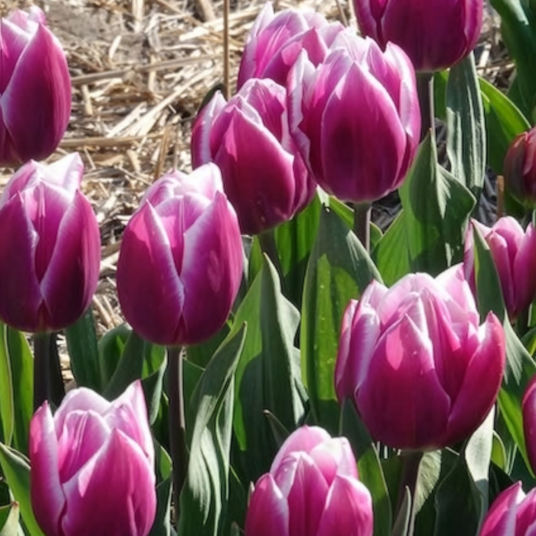 Verkauf Triumph-Tulpen Synaeda Blue (x10) - Tulipa Synaeda Blue