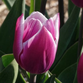 Verkauf Triumph-Tulpen Synaeda Blue (x10)