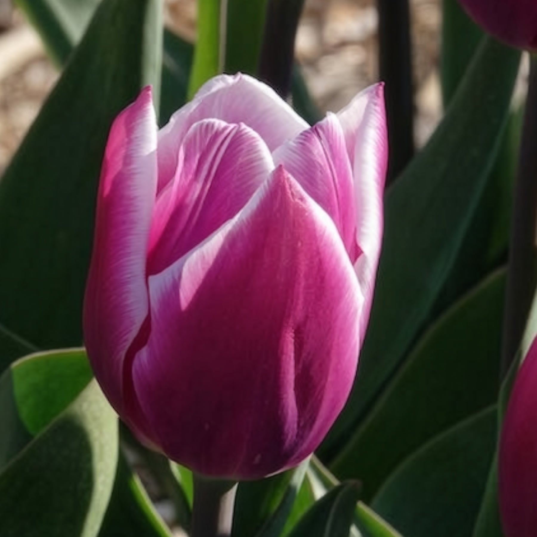 Triumph-Tulpen Synaeda Blue (x10) - Tulpen-Zwiebeln - Willemse