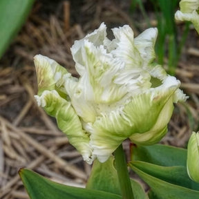 Papageien-Tulpen White Parrot (x7) - Tulpen-Zwiebeln - Willemse