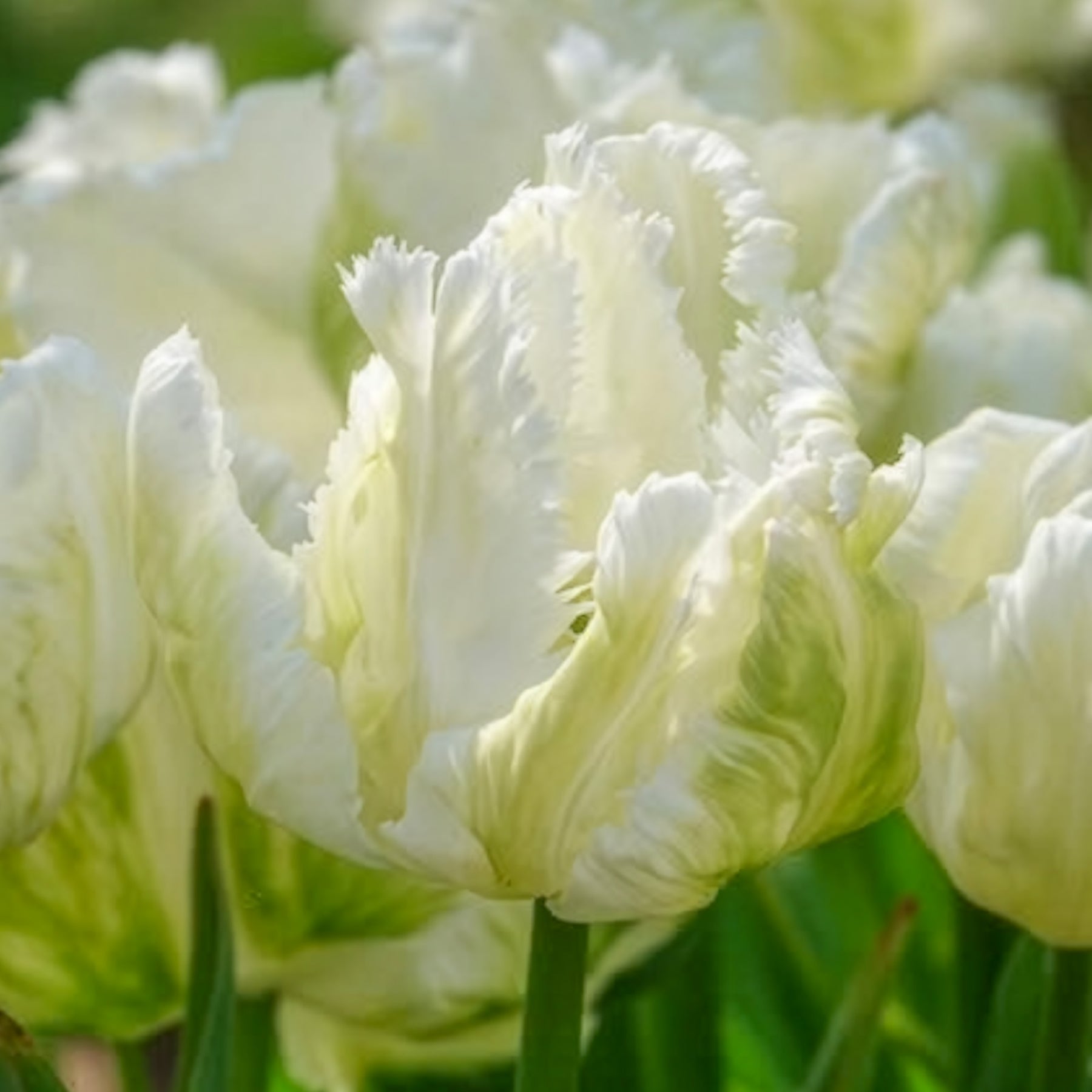 Papageien-Tulpen White Parrot (x7)