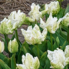 Verkauf Papageien-Tulpen White Parrot (x7) - Tulipa 'white parrot'
