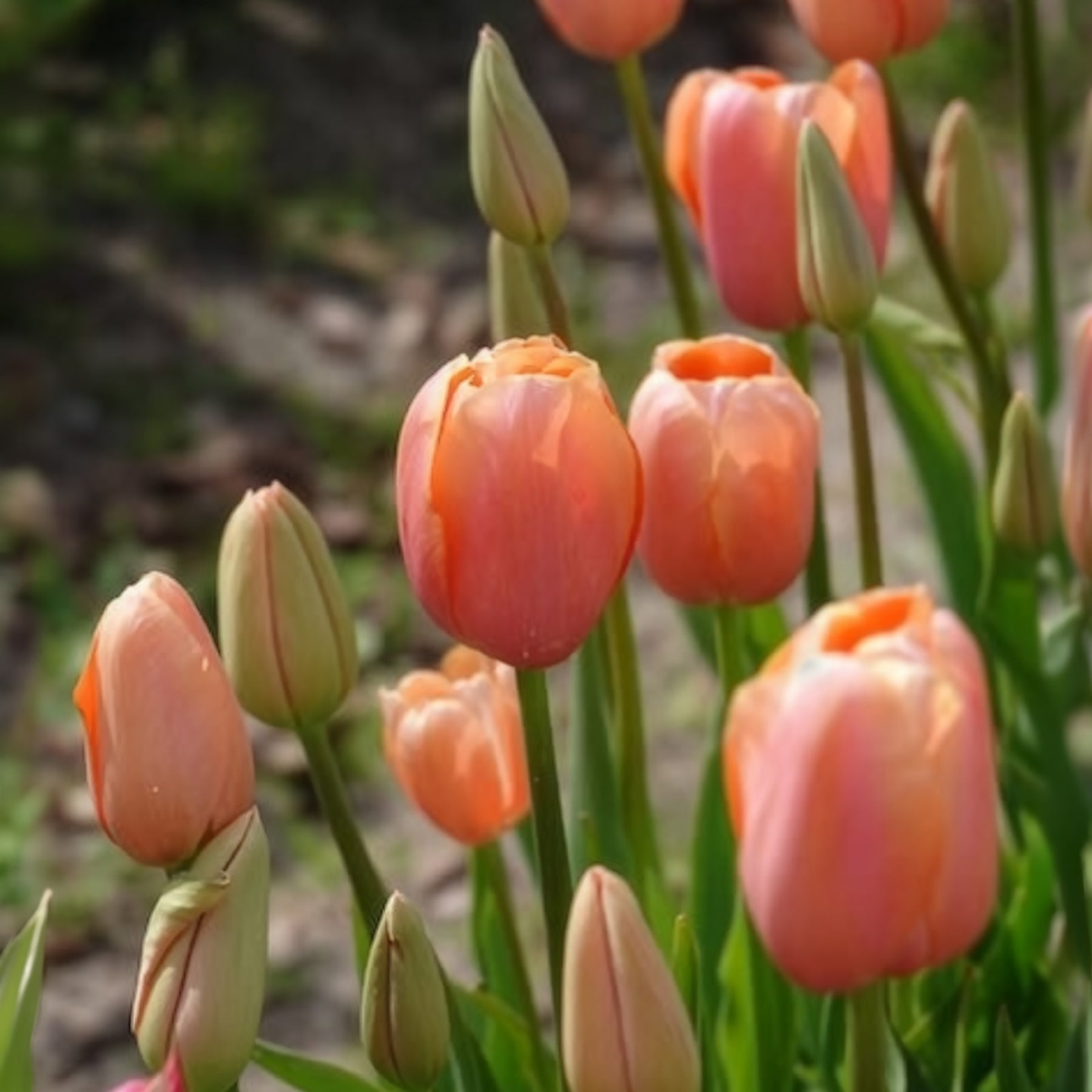 Tulpe 'Menton' (x7) - Willemse