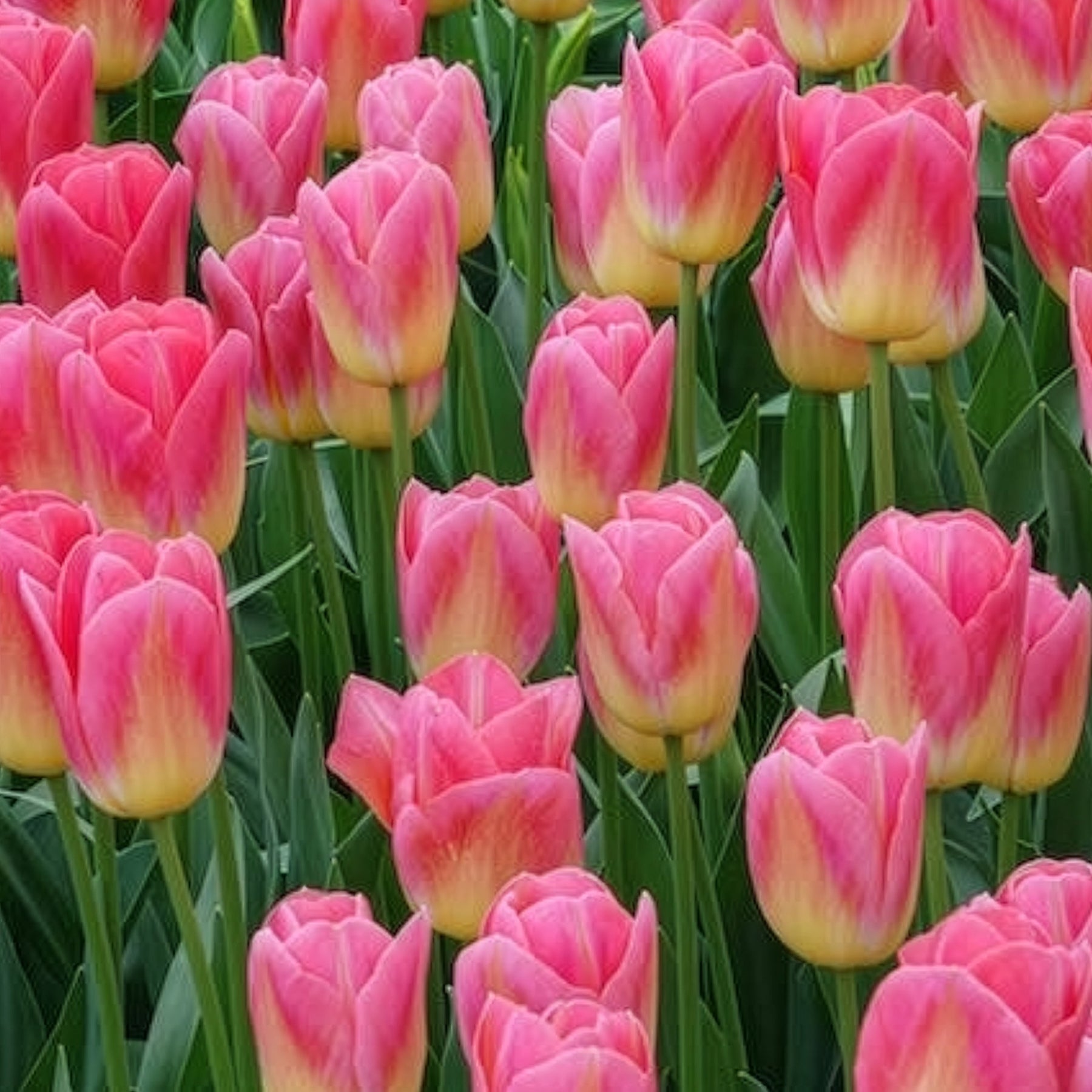Triumph-Tulpen Tom Pouce