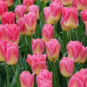 Triumph-Tulpen Tom Pouce