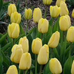 Tulpen-Zwiebeln - Darwin-Tulpen Golden Parade - Tulipa 'golden parade'