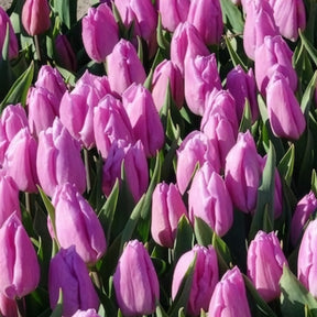 Tulpen-Zwiebeln - Triumph-Tulpen Candy Prince - Tulipa 'candy prince'
