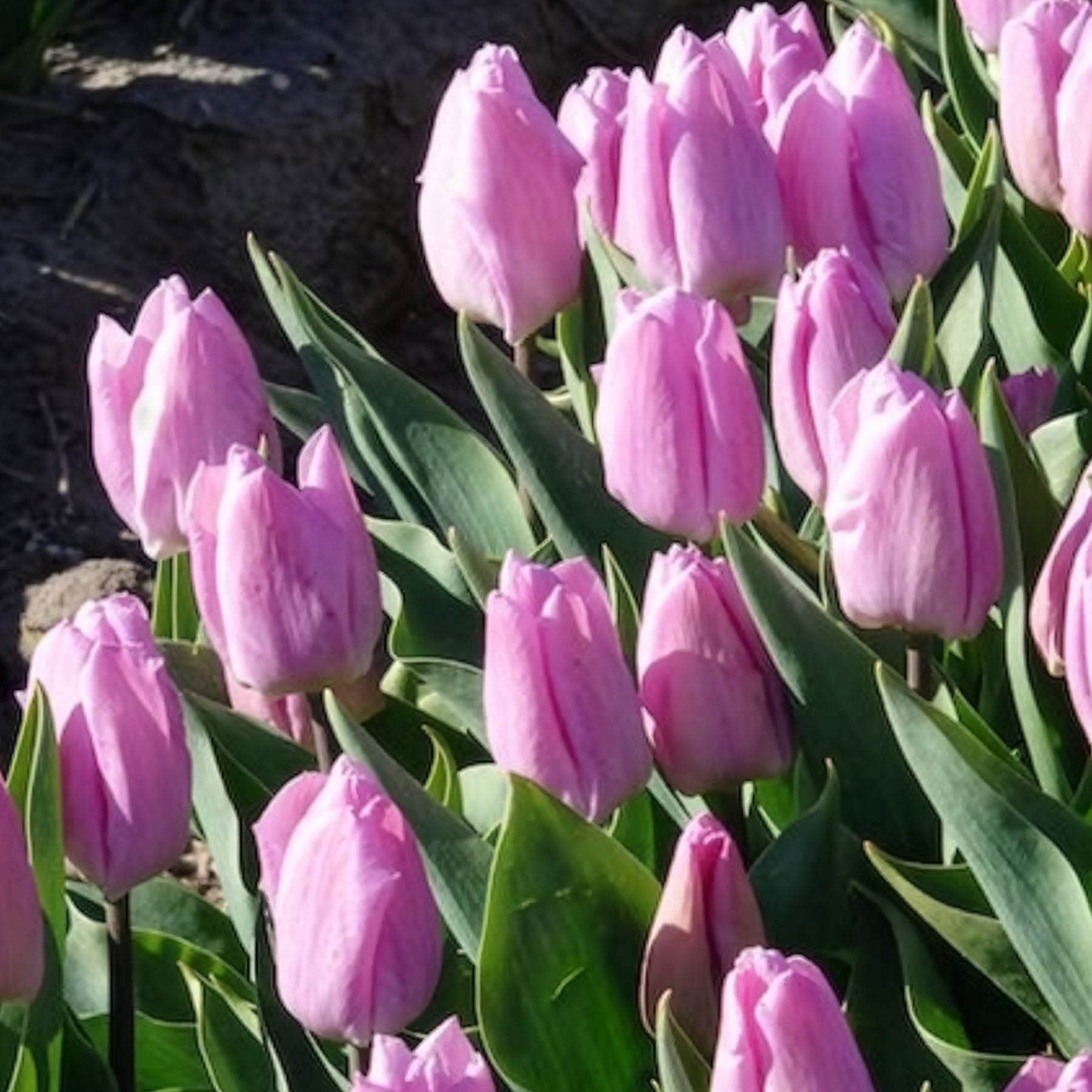 Triumph-Tulpen Candy Prince - Tulipa 'candy prince' - Willemse