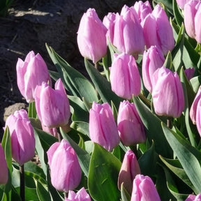 Triumph-Tulpen Candy Prince - Tulipa 'candy prince' - Willemse