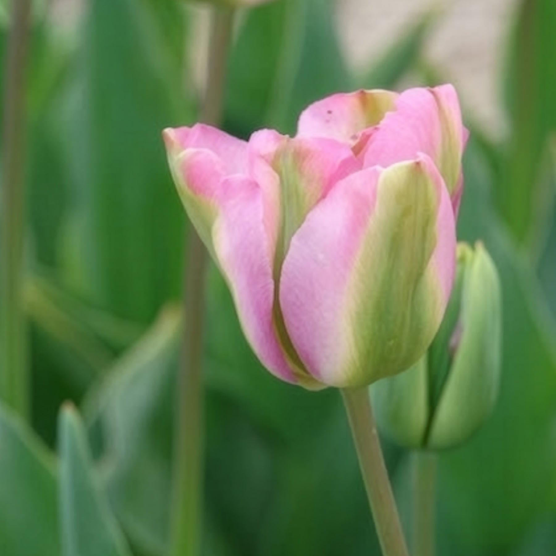 Viridiflora-Tulpen Groenland